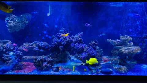 AQUARIUM __ Coral Reef and Water Sounds __ Relaxation and Sleep Music _ When Fis