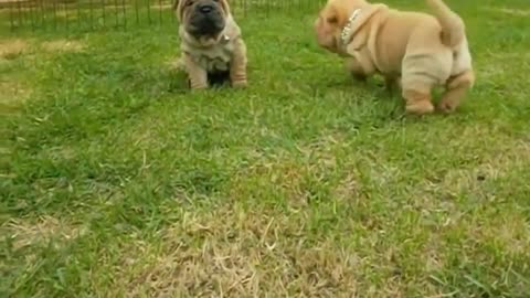 beautiful Shar pei puppies