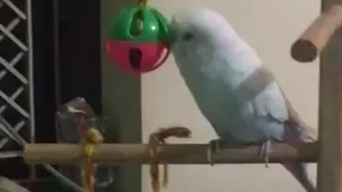 Budgie singing and playing with his toy