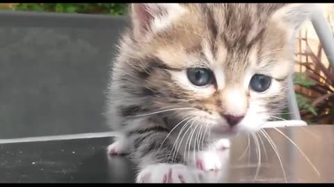 Cute Kittens Meowing 2