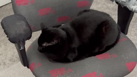 Adopting a Cat from a Shelter Vlog - Cute Precious Piper is an Over Done Office Loaf