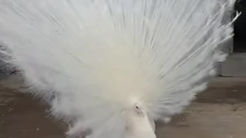 The peacock with snow-white body looks very beautiful when it opens its screen