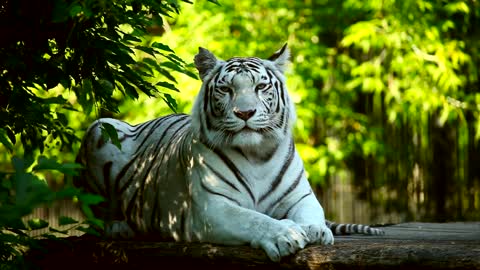 White tiger resting in the woods