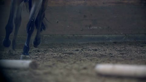 Tracking Horse Hooves While Walking in Slow Motion