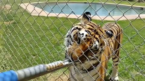 Visitors can spoon feed Zion a snack after he plays in the poo