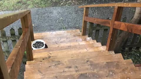 Montreal Just Experience A Little Hail Storm (VIDEO)