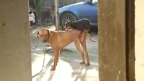 Crazy Funny Little Dog tries with big dogs