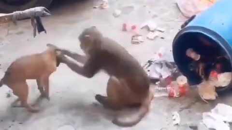 Monky and dog fun