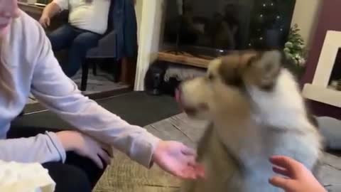 guy says to dog don't woof