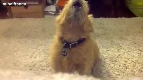 Dogs Singing | Funny Video