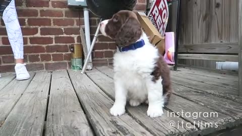 Cutest Springer Spaniel Puppy | Champ