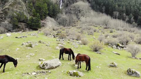 Aerial view of horses grazing at the foot of the waterfall