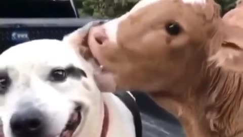 Dog meets a baby cow, and they instantly become best friends.