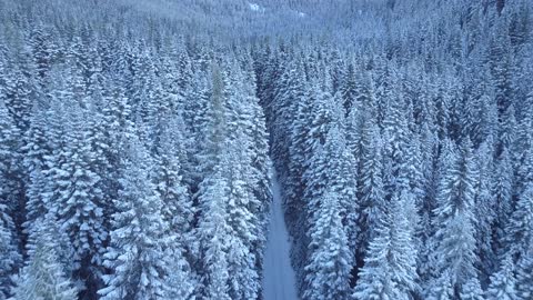 Trees covered by the slurry