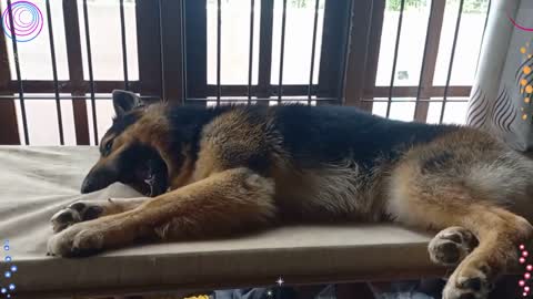 Bruno-New Game begun, Bruno-මෙන්න අලුත් සෙල්ලමක් #pet #shorts #dog #puppies #gameplay #shepherddog