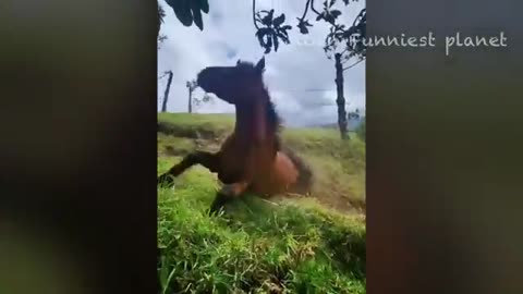 Funny animal video