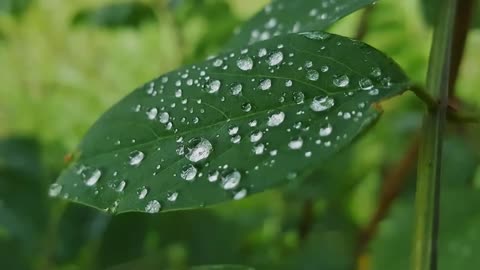 Beautiful Piano Music & Soft Rain Sounds !!!