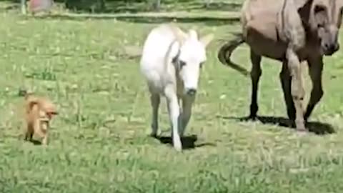 Dog Just Wants His Donkey Friend To Be Happy | The Dodo Odd Couples