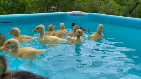 Cute Baby Ducklings in pool for the First Time!