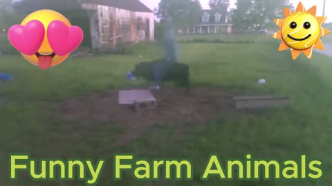 FUNNY ANIMAL VIDEOS,FUNNY FARM ANIMALS,