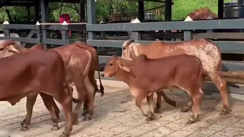 Donadoras productoras los mejores embriones hijos de lso mejores toros productores