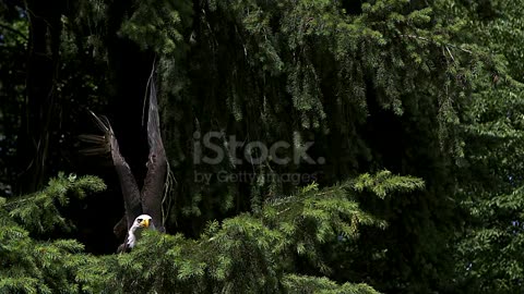 Bald Eagle, Haliaeetus leucocephalus