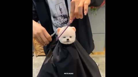 Funny and Cute Dog Pomeranian😍🐶- Funny Puppy Videos