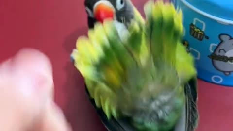 Smart parrot