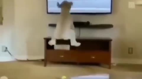 Dancing dog