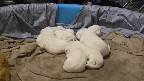 Newborn Pyrenees Puppies 2 weeks old