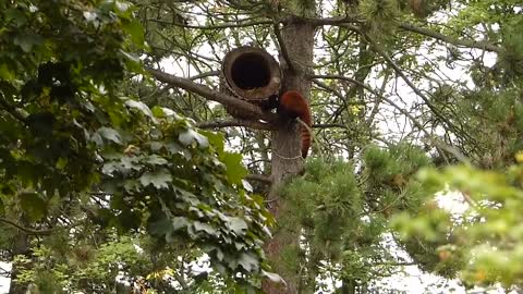 World's Weirdest Animals: Red Panda