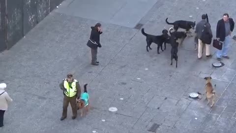 MUST SEE!! POLICE DOG ATTACKED BY PACK OF STRAY DOGS