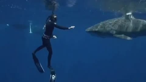 Tiger Shark Appears In Open Ocean 🦈