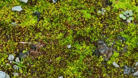 Moss On Pavement In Great Britain.