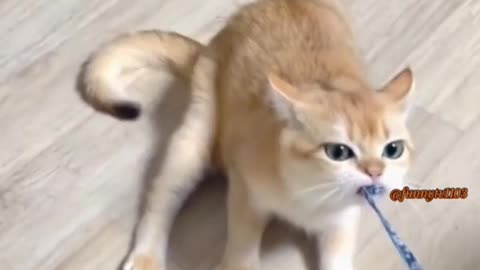 Cat fun video cat 🐱 🐱 🐱 🐈 🐈