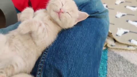 cute kitten sounds, all about kittens, cat animals #rumblr #rumbling #viral