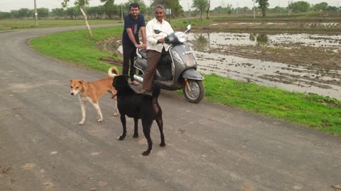 Rottweiler vs indian street dog how to stop instant fierce fight between Desi dog Warning!