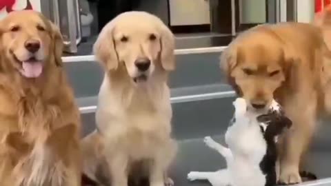 unique behavior of dog and cat