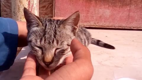 We find a homeless cat and feed her with milk and then pet her and kept her in our house