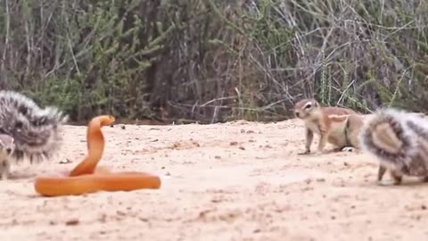 The mongoose vs snake