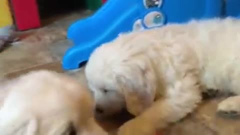 Cachorros de Golden Retrievers comen zanahorias bebé