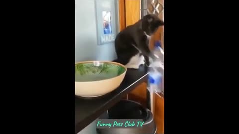 Funny Animal Videos 🤣 Funniest Cats and Dogs Videos 2024 #animals #cats #dog #dogsvideos