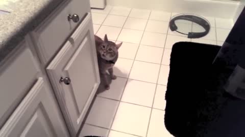 Friend's Cat Meows Aggressively, then Attacks