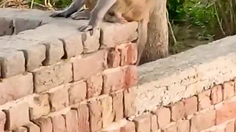 Small monkey 🐒 love to mother monkey