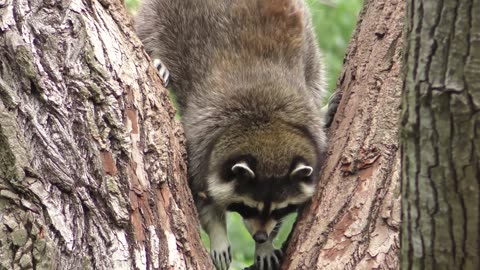 Raccoon