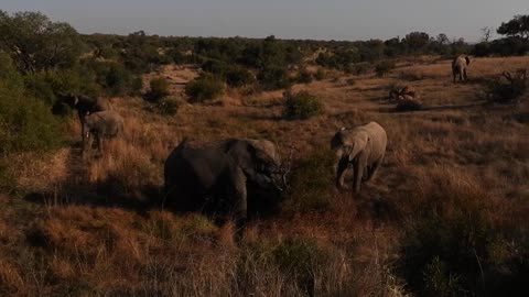 Elephants playing in the mud, Kruger National Park South Africa, Aug 11th 2022