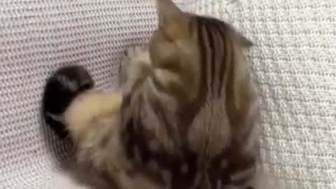 Cat mega fun video