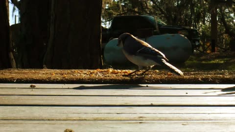 Bluejay enjoying the morning