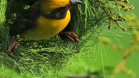 bird master weaver of nest building