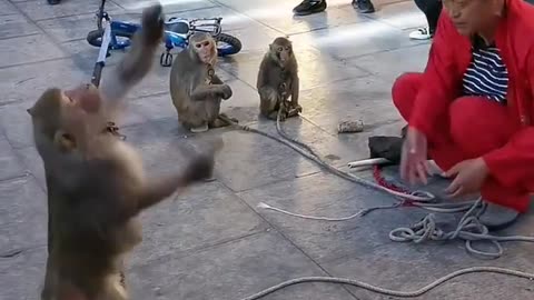 Funny Moneky | funny monkey, Funny Animals, Monkey Stunt and very Funny Moment😂😂